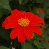 بذور زهرة دوار الشمس المكسيكي