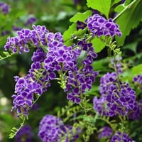 بذور شجيرة دورانتا شجرة البخور