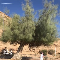 بذور غصن البان . مورينقا عربي . اليسر مورينجا