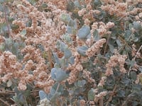 بذور عشبة الرغل الرعوية