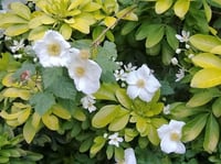 بذور توت العليق المتسلق