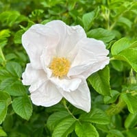 بذور الورد الجوري الياباني الابيض