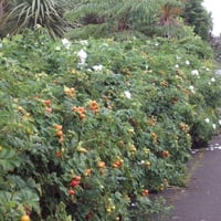 بذور الورد الجوري الياباني الابيض