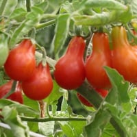 بذور طماطم الكمثرى الاحمر
