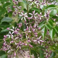 جملة 200 بذرة من الزنزلخت