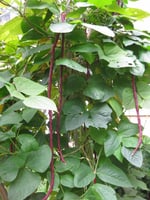 بذور الفاصوليا الحمراء الطويلة