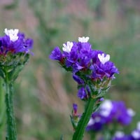 بذور زهرة ليمونيوم سينواتوم