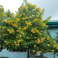 بذور شجرة كاسيا جلوكا