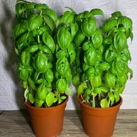 جملة 2000 بذرة من الريحان الايطالي عريض الاوراق عض...