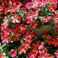 بذور بيتونيا النجمة البيضاء الحمراء