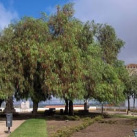 بذور الفلفل البيروفي نحيل الأوراق