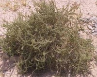 بذور شجيرة الفرس الرعوية