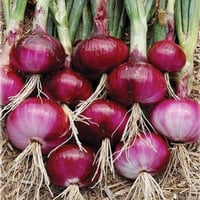 بذور بصل احمر هجين F1