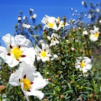 بذور شجيرة وردة الأميرة القريضة العنبرية العطرية