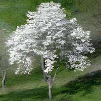 بذور شجرة كورنوس فلوريدا البيضاء