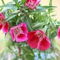 بذور زهرة وداع الربيع كلاركيا