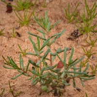 بذور السواد المعمر البري