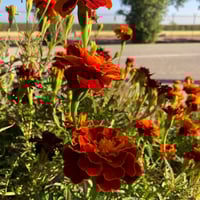 بذور زهرة المخملية الحمراء