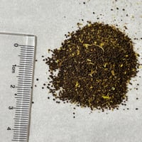 بذور شجيرة وردة الأميرة القريضة العنبرية العطرية