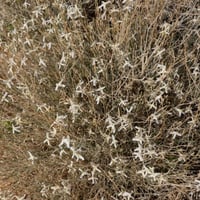 بذور الجريبا شجيرة الحمأة او الحمة البرية