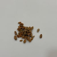 بذور شجيرة ارطى النقاوي