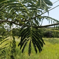 بذور شجرة انترلوبيوم