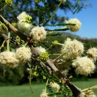 بذور الطلح العراقي - النجفي