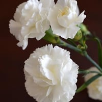 بذور قرنفل ابيض كبير