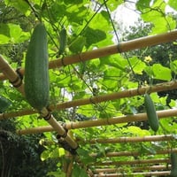 بذور متسلقة اللوف - الليف