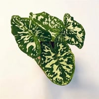 بذور كلاديوم الداخلية