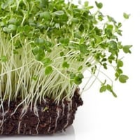 بذور براعم البروكلي ميكروجرين