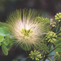 بذور شجرة اللبخ . ذقن الباشا