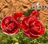 بذور الديدحان متعدد البتلات الملون شقائق النعمان