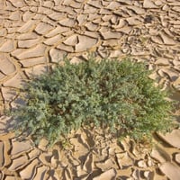 بذور السواد المعمر البري