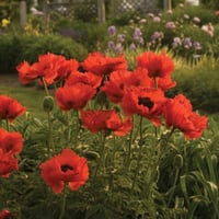 بذور ديدحان كاليفورنيا البرتقالي