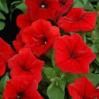 بذور زهرة بيتونيا الحمراء