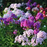 بذور زهرة قبس الحديقة . فلوكس