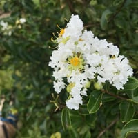 بذور شجرة تمر حنا الأبيض