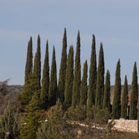 بذور شجرة السرو الايطالي العملاق