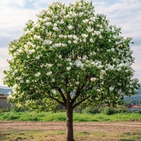 بذور شجرة ماغنوليا العطرية