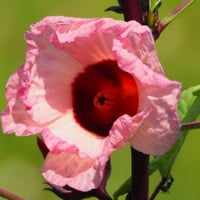 بذور الكركديه غجر احمر