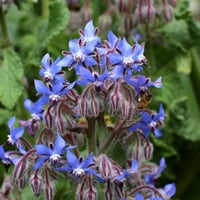 بذور خبز النحل العاسلة