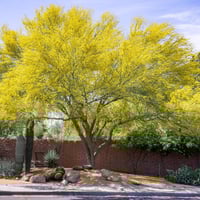 جملة 100 بذرة من بذور شجرة السرسيديوم