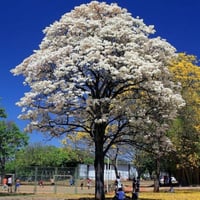 بذور شجرة تابوبيا البيضاء