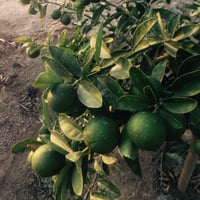 بذور ليمون بنزهير