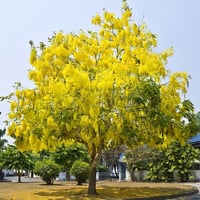 جملة 300 بذرة من شجرة كاسيا فستيولا خيار شمبر