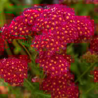 بذور زهور يارو الاحمر العطري