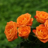 بذور ورد جوري برتقالي