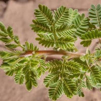 جملة 500 بذرة من شجرة السمر