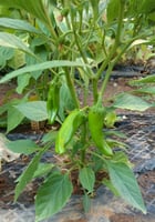 بذور فلفل انهايم ‏